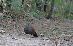 Polyplectron inopinatum