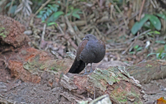 Polyplectron inopinatum