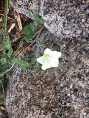 Calystegia malacophylla
