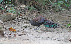 Polyplectron inopinatum