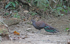 Polyplectron inopinatum