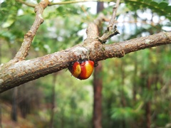 Libyaspis coccinelloides