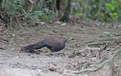 Polyplectron inopinatum