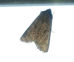 Lepidoptera