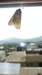 Lepidoptera