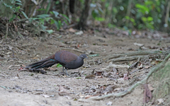 Polyplectron inopinatum