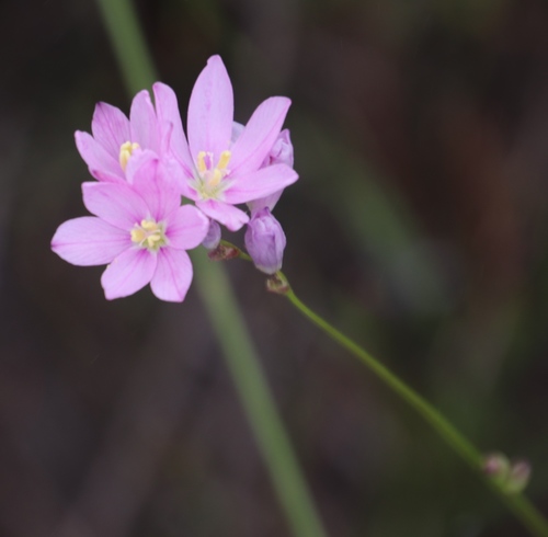 Image of Ixia flexuosa by (c) Tony Rebelo, some rights reserved (CC BY-SA)