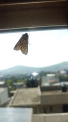 Lepidoptera