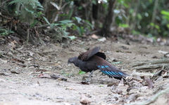 Polyplectron inopinatum