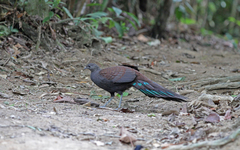 Polyplectron inopinatum