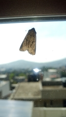 Lepidoptera