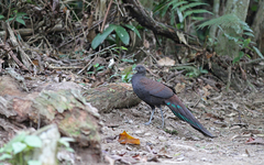 Polyplectron inopinatum