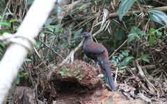 Polyplectron inopinatum