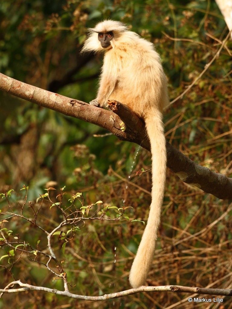 Gee's Golden Lutung