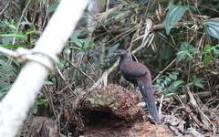 Polyplectron inopinatum