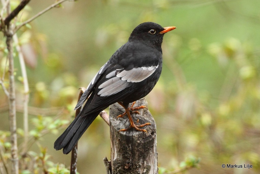 Gray-winged Blackbird photo