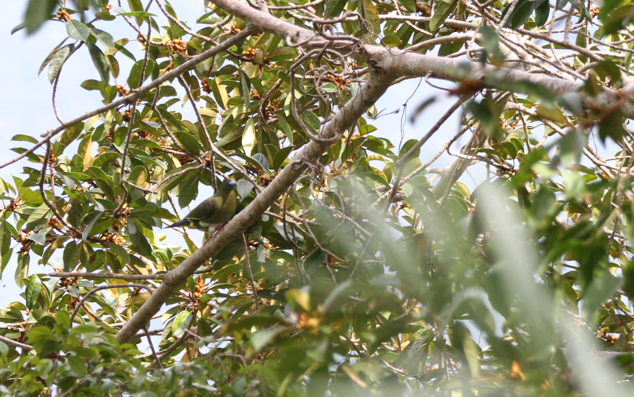 Yellow-vented Green Pigeon