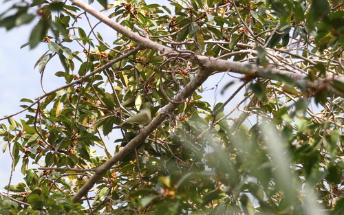 Yellow-vented Green Pigeon (Treron seimundi), photo 7