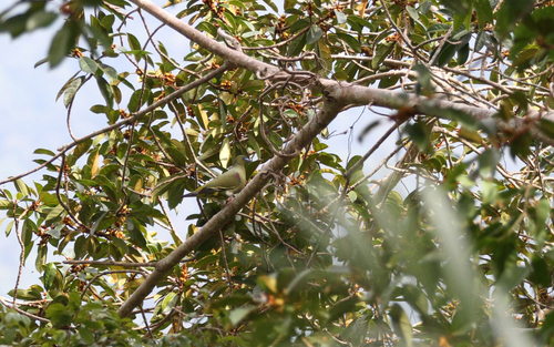 Yellow-vented Green Pigeon (Treron seimundi), photo 5