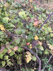 Ephippiger diurnus diurnus