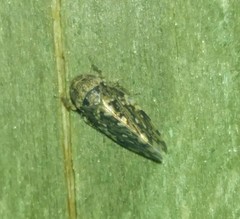 Xestocephalus tessellatus