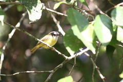 Abroscopus superciliaris
