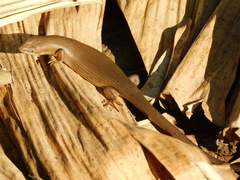 Trachylepis boulengeri