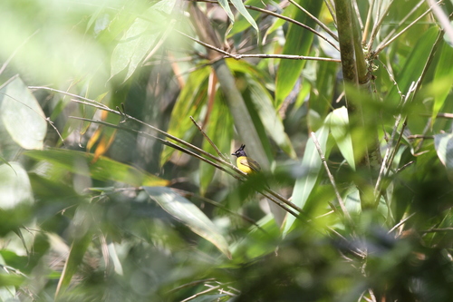 Bornean Bulbul (Rubigula montis), photo 8