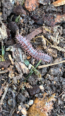 Pseudopolydesmus pinetorum