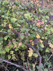 Ephippiger diurnus diurnus