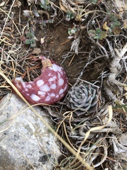 Prometheum sempervivoides