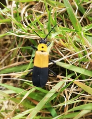 Chauliognathus heros