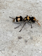 Hoplomutilla insignis