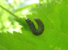 Tortrix viridana