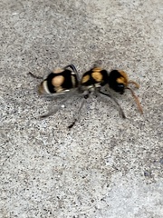 Hoplomutilla insignis