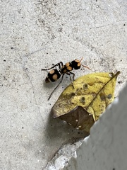 Hoplomutilla insignis