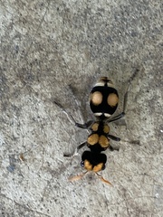 Hoplomutilla insignis