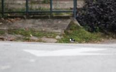 Enicurus schistaceus