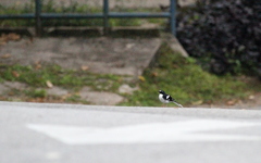 Enicurus schistaceus