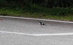 Enicurus schistaceus