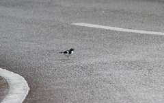 Enicurus schistaceus