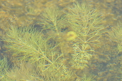 Limnophila