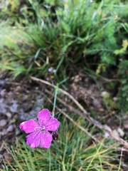 Dianthus pontederae