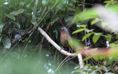 Trochalopteron peninsulae