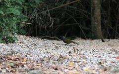 Trochalopteron peninsulae