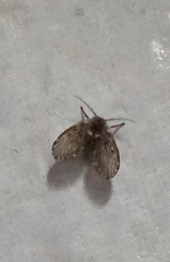 Clogmia albipunctata