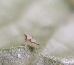Insecta
