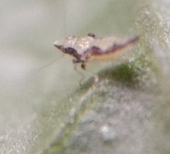 Insecta