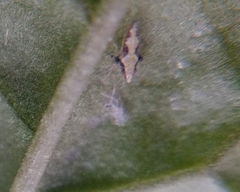 Insecta