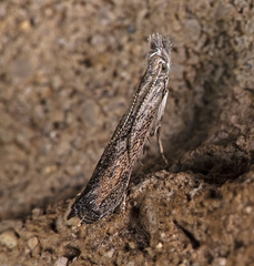 Varneria atrifasciella